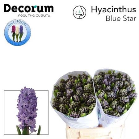 Hyacinth Blue Wholesalers Choice