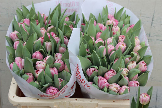 Tulip Du Endless Love