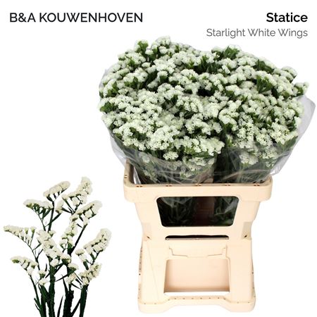 Statice - Limonium - Sinuatum