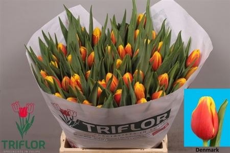 Tulip - Tulipa - Tulipa