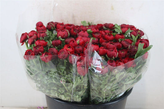 Ranunculus Elegance Red Ex