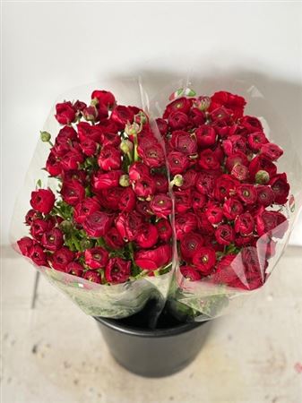 Ranunculus Elegance Red