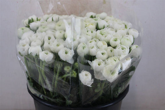 Ranunculus Elegance White Ex