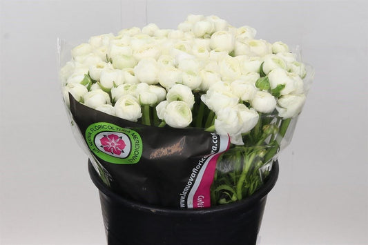 Ranunculus White Wholesalers Choice