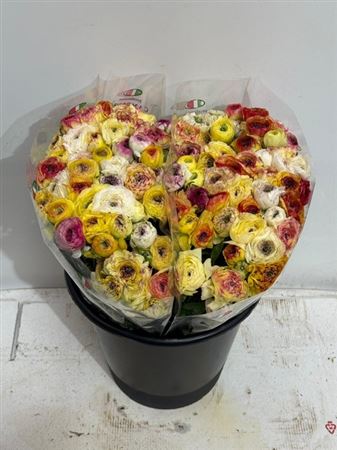 Ranunculus Elegance Yellow Striped
