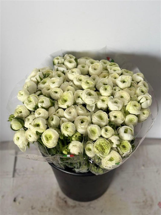 Ranunculus Elegance White