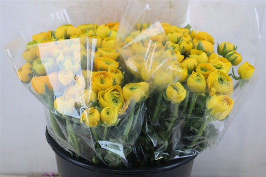 Ranunculus Elegance Yellow Ex