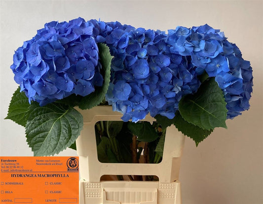 Hydrangea M Bela Blue