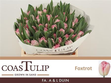 Tulip Coast Du Foxtrot Extra