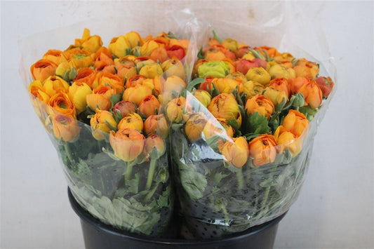 Ranunculus Elegance Orange Ex
