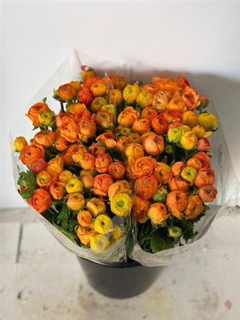 Ranunculus Elegance Orange
