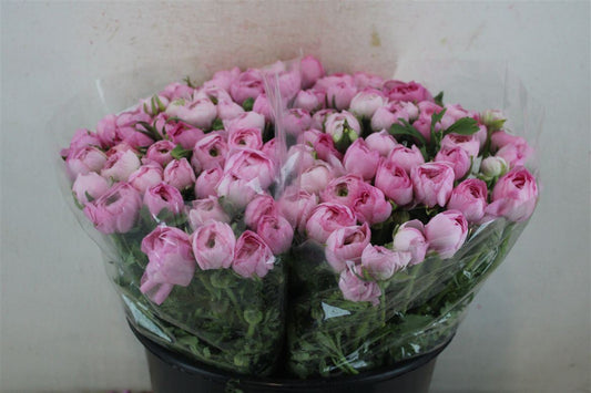 Ranunculus Elegance Pink Ex