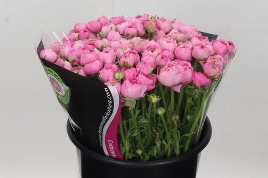 Ranunculus Pink Wholesalers Choice