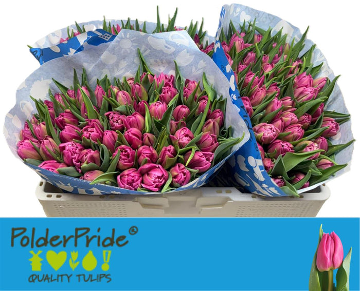 Tulip Du Double Princes