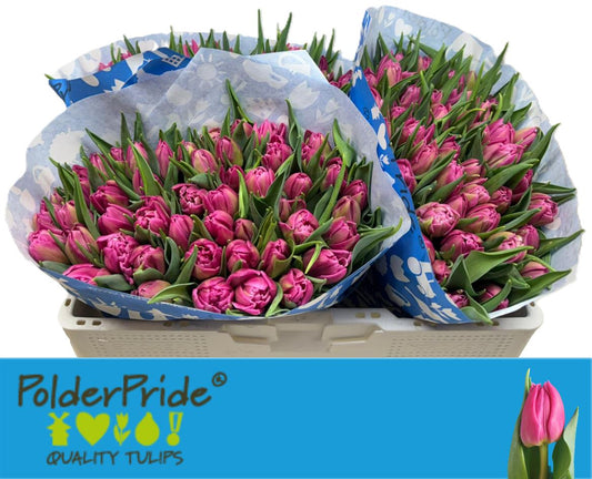 Tulip Du Double Princes