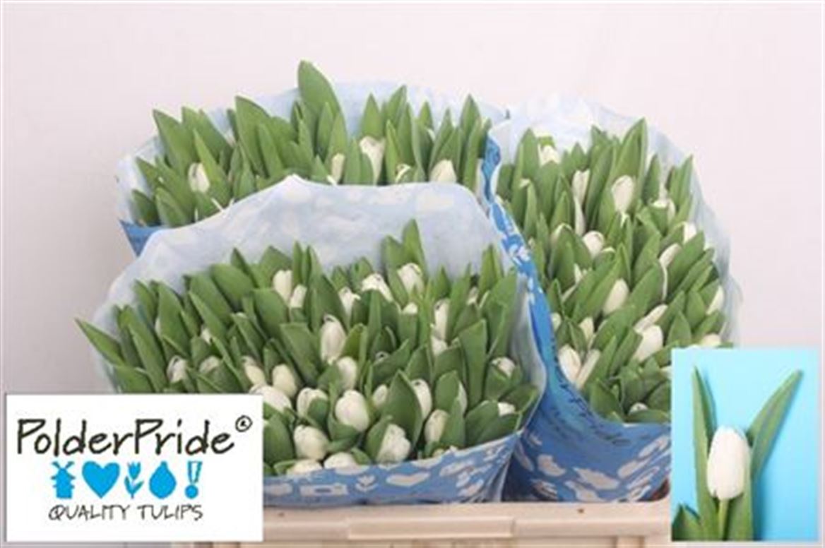 Tulip White Wholesalers Choice