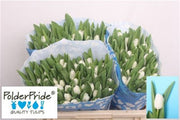 Tulip White Wholesalers Choice