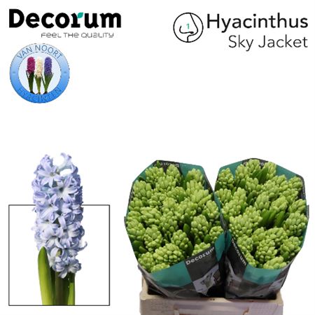 Blue Hyacinth ‘Sky Jacket’ – 30cm Stems