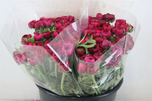 Ranunculus Elegance Hot Pink Ex