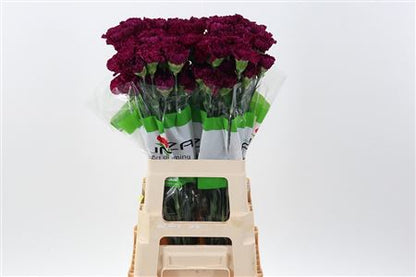 FeedSync:wholesale:9afaa55ad9f46df794c781cf2235a07172fc5101