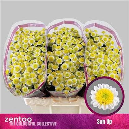 FeedSync:wholesale:f749d8a8334deff1a76ef12dc29622f4ec093dfe