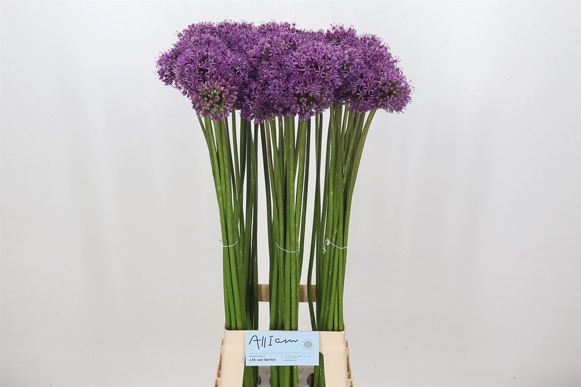 Allium Gladiator (10 Stems)