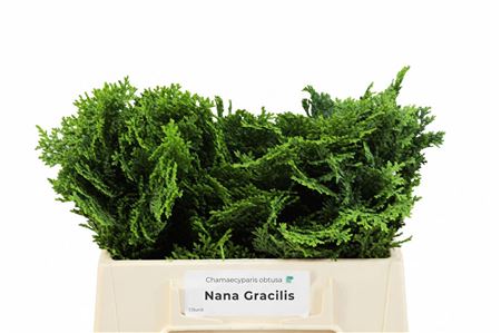 Conifer Foliage - Other Greenery Per Bunch