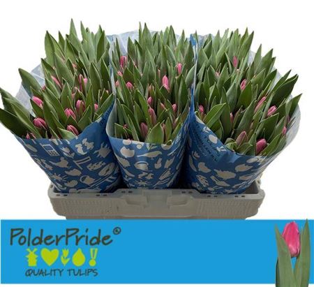 Tulip En Jumbo Pink