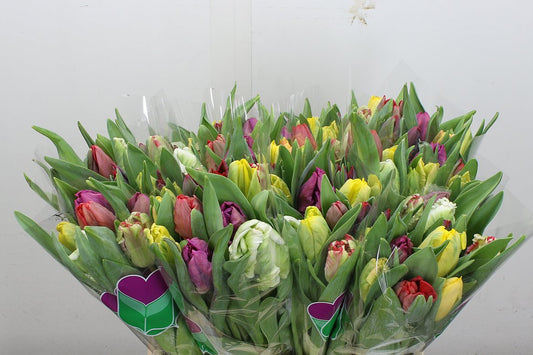 Tulip Mix Purple Wholesalers Choice
