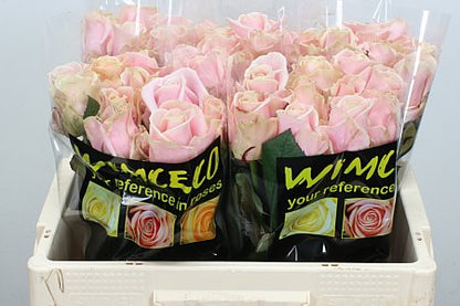 FeedSync:wholesale:ca5c43b37042d8216be113c4d5b68b9fc38144be