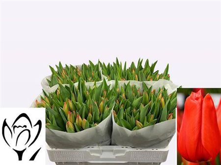 Tulip En Lalibela