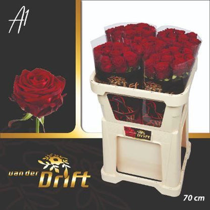 Rose - Rosa - Red Naomi
