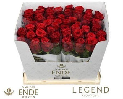 Rose - Rosa - Red Naomi Van Den Ende