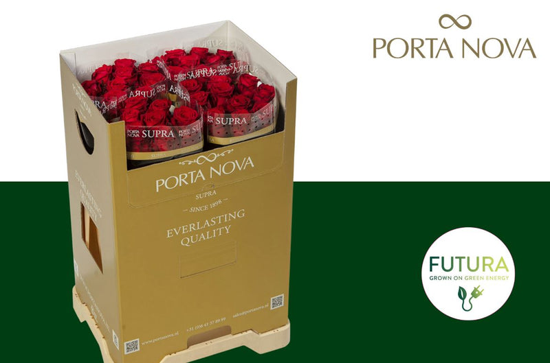 Rose Red Naomi Supra Futura