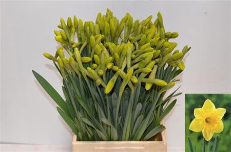 Daffodil Yellow Wholesalers Choice