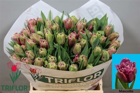 FeedSync:wholesale:72561237b942c67f416d6cacd5125b8a2f5cb524