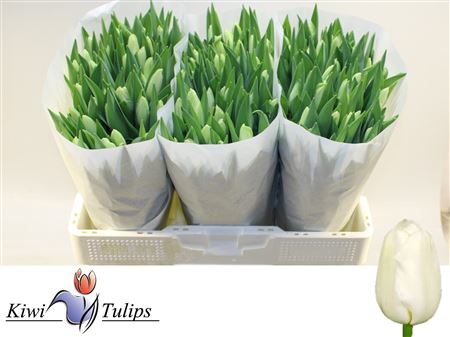 Tulip Snowboard