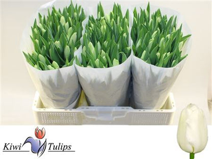 Tulip Snowboard