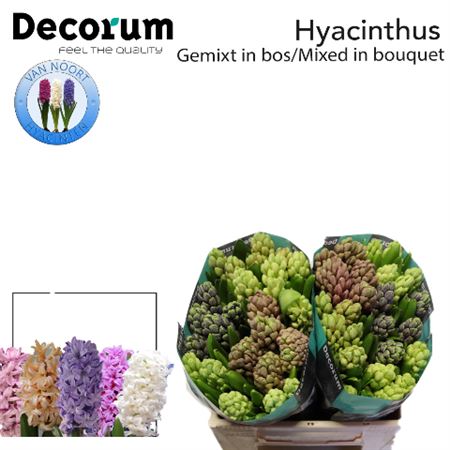 Hyacinth Gem 5 Kleuren