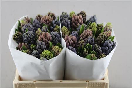 Hyacinth Mixed Dark