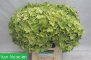Hydrangea M Noblesse