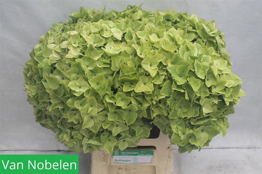 Hydrangea M Noblesse