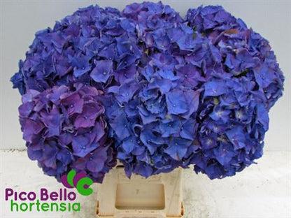 Hydrangea M Rodeo Purple