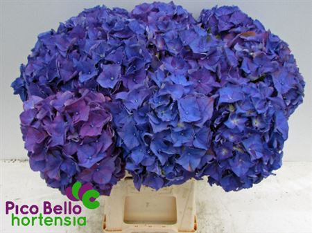 Hydrangea M Rodeo Purple