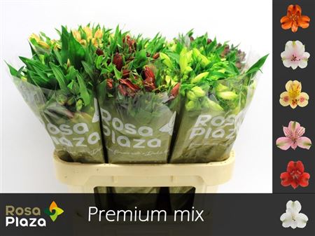 Alstroemeria Mixed Bucket (80 Stems)
