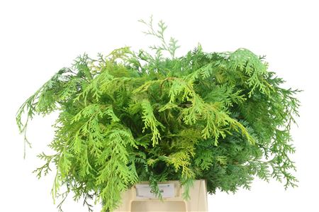 FeedSync:wholesale:a20353ea85548d5b738bcc7506819e9b4754d26a