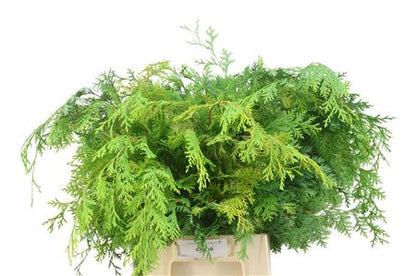 FeedSync:wholesale:a20353ea85548d5b738bcc7506819e9b4754d26a