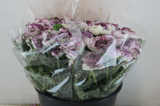 Ranunculus Elegance Cappucino Ex