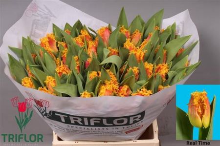 Tulip Fr Real Time