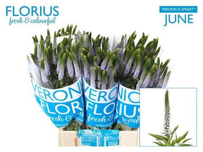 FeedSync:wholesale:317967b05c7d0e47b3b1b034327bc1a8e32f33a7